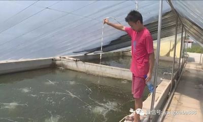 水产养殖少用药、不用药!必将是未来养殖趋势!